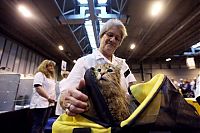 TopRq.com search results: the supreme cat show