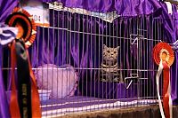 TopRq.com search results: the supreme cat show