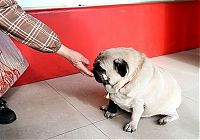 TopRq.com search results: world's fattest pug