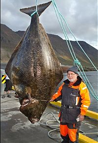 Fauna & Flora: Giant halibut, Iceland's Western Fjords