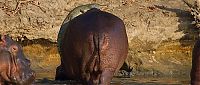 Fauna & Flora: Crocodile takes a hippo ride, Luwego River near Lukula, Tanzania