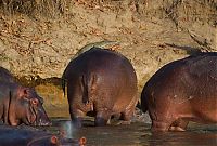 Fauna & Flora: Crocodile takes a hippo ride, Luwego River near Lukula, Tanzania