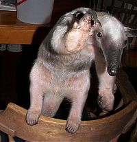 Fauna & Flora: anteater pet