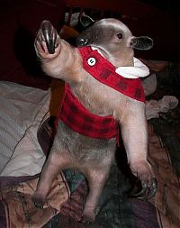 Fauna & Flora: anteater pet