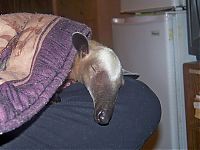 Fauna & Flora: anteater pet