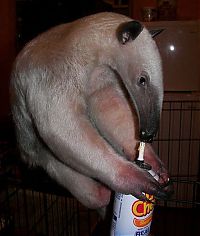 anteater pet