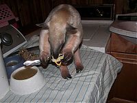 Fauna & Flora: anteater pet