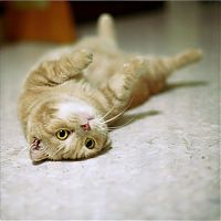 Fauna & Flora: cute cat