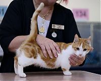 cute cat