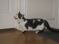 cute cat