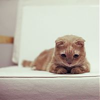 cute cat