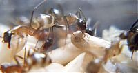 TopRq.com search results: ant birth