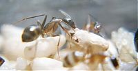 Fauna & Flora: ant birth