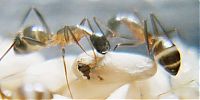 Fauna & Flora: ant birth