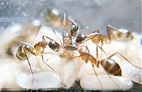 TopRq.com search results: ant birth