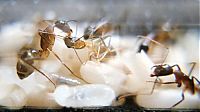 Fauna & Flora: ant birth