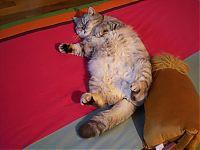 Fauna & Flora: Fat cat Giuly by Chiara Bagnoli