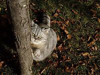 Fauna & Flora: Fat cat Giuly by Chiara Bagnoli