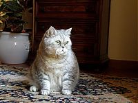 TopRq.com search results: Fat cat Giuly by Chiara Bagnoli