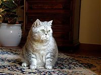 Fauna & Flora: Fat cat Giuly by Chiara Bagnoli