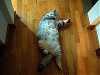 TopRq.com search results: Fat cat Giuly by Chiara Bagnoli