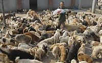 Fauna & Flora: Ha Wenjin, animal shelter for 1,500 dogs and 200 cats