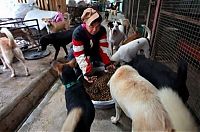 TopRq.com search results: Ha Wenjin, animal shelter for 1,500 dogs and 200 cats