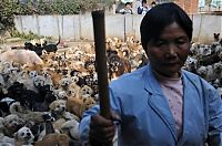 Fauna & Flora: Ha Wenjin, animal shelter for 1,500 dogs and 200 cats