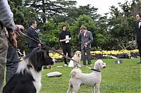 Fauna & Flora: Man married his dog, South East Queensland, Australia