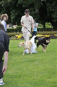 Fauna & Flora: Man married his dog, South East Queensland, Australia