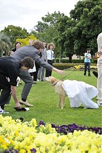 Fauna & Flora: Man married his dog, South East Queensland, Australia