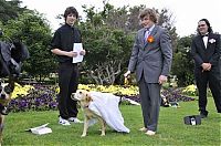 TopRq.com search results: Man married his dog, South East Queensland, Australia