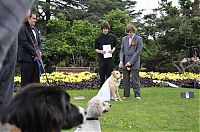 Fauna & Flora: Man married his dog, South East Queensland, Australia