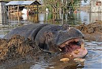 Fauna & Flora: Nikica hippo escape, Montenegro