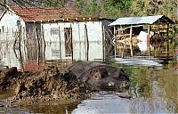 TopRq.com search results: Nikica hippo escape, Montenegro