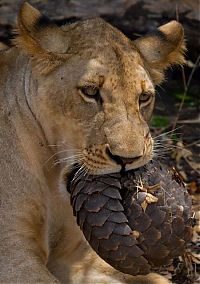 Fauna & Flora: Lion tries to eat a pangolin, Tanzania