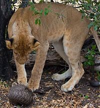 Fauna & Flora: Lion tries to eat a pangolin, Tanzania