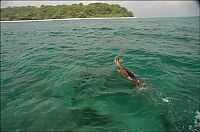 TopRq.com search results: Saving a deer, Havelock Island