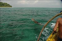 TopRq.com search results: Saving a deer, Havelock Island