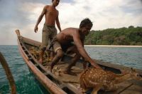 Fauna & Flora: Saving a deer, Havelock Island