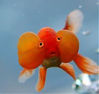 TopRq.com search results: bubble eye goldfish