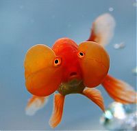 Fauna & Flora: bubble eye goldfish