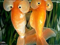 TopRq.com search results: bubble eye goldfish