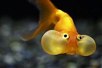 Fauna & Flora: bubble eye goldfish