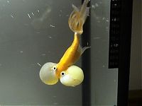 Fauna & Flora: bubble eye goldfish