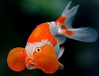 Fauna & Flora: bubble eye goldfish