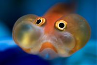 Fauna & Flora: bubble eye goldfish