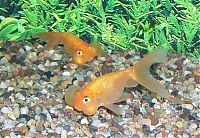 Fauna & Flora: bubble eye goldfish