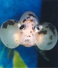 TopRq.com search results: bubble eye goldfish