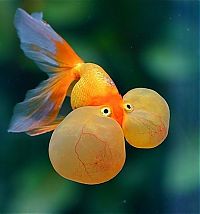 Fauna & Flora: bubble eye goldfish